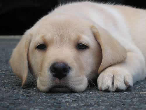 My favourite puppy pic