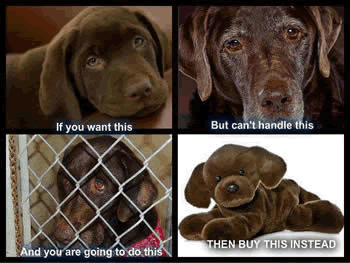 Poor Dog